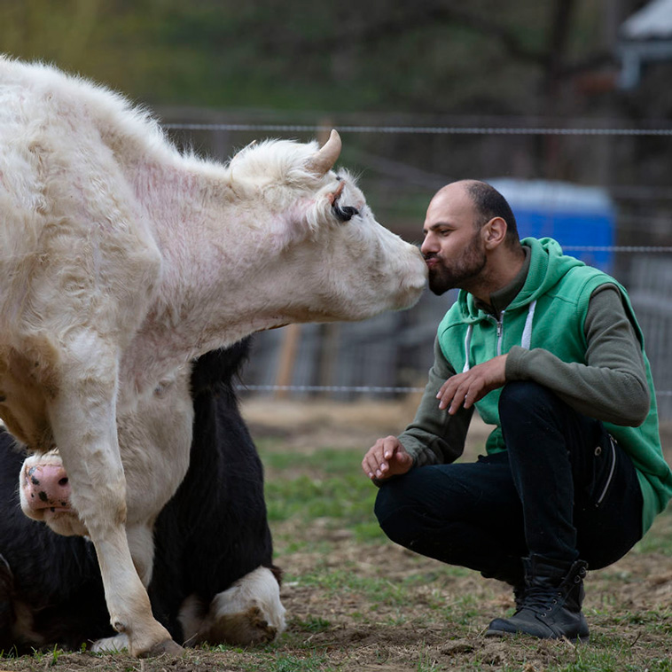 cows