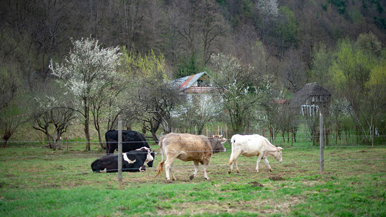 cows