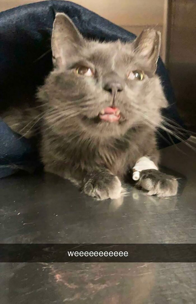 malfunctioning cats