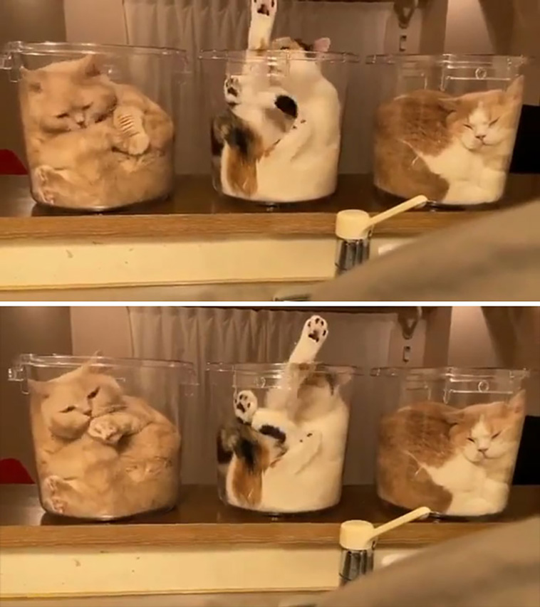 malfunctioning cats