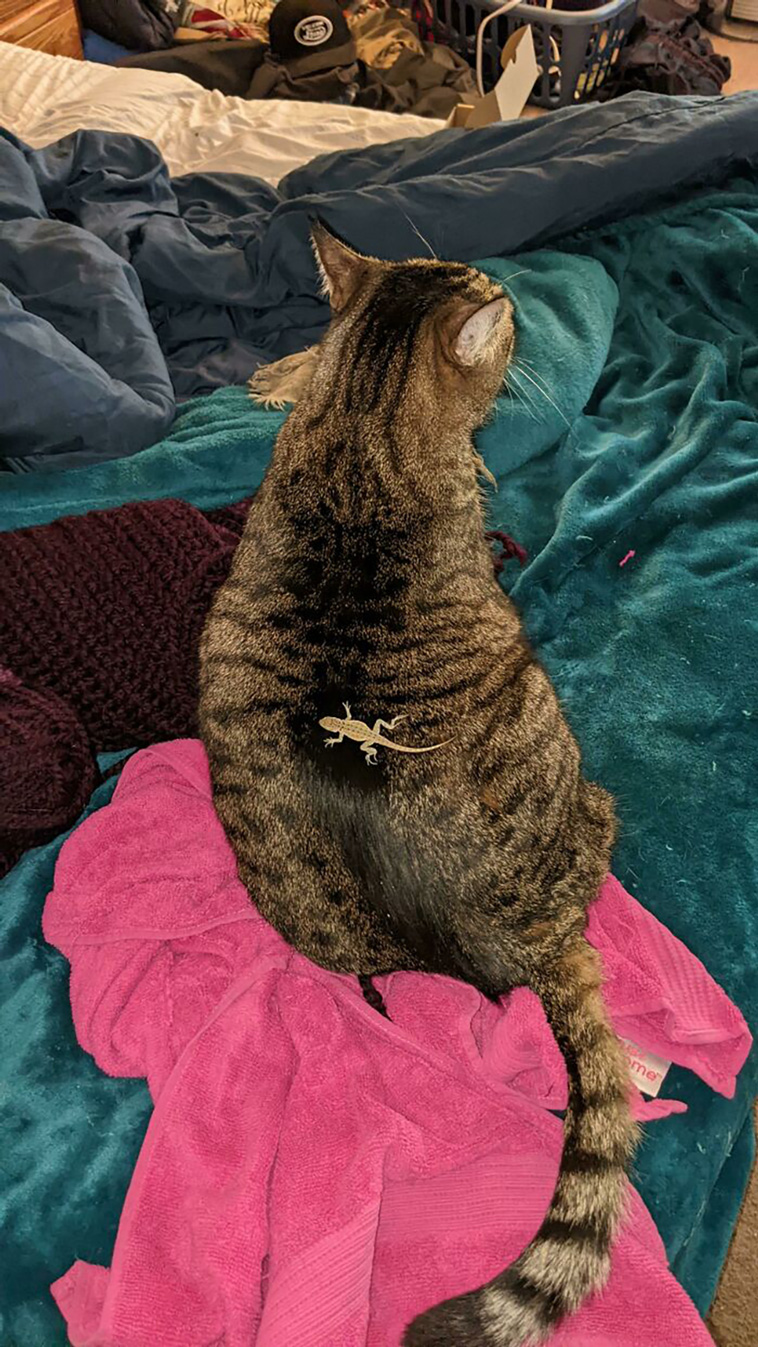 malfunctioning cats