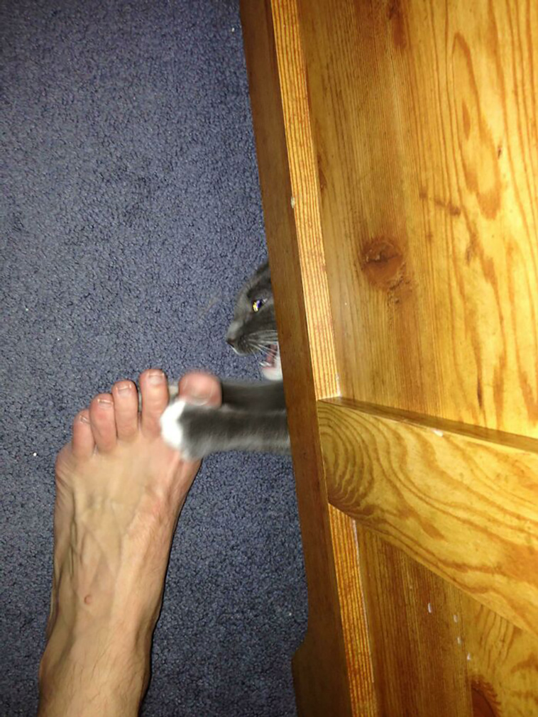 malfunctioning cats