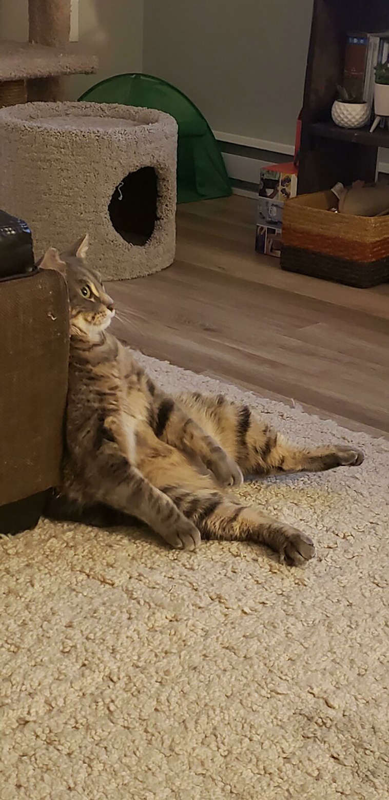 malfunctioning cats