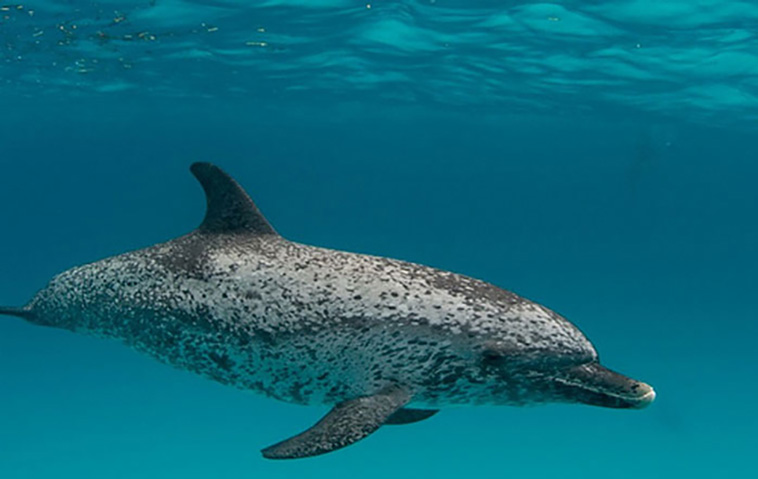 open ocean