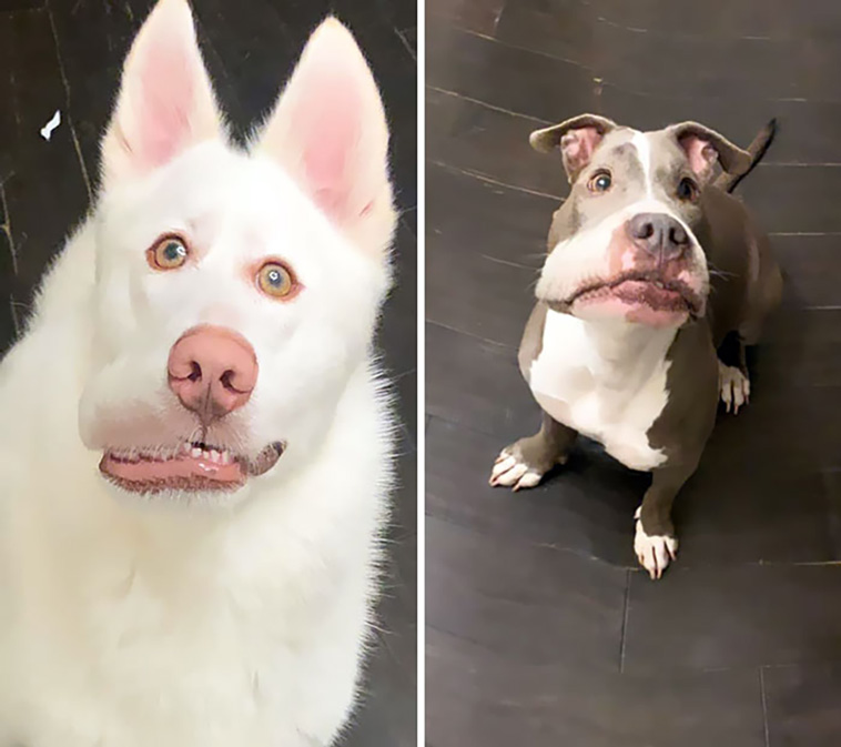 panorama fails