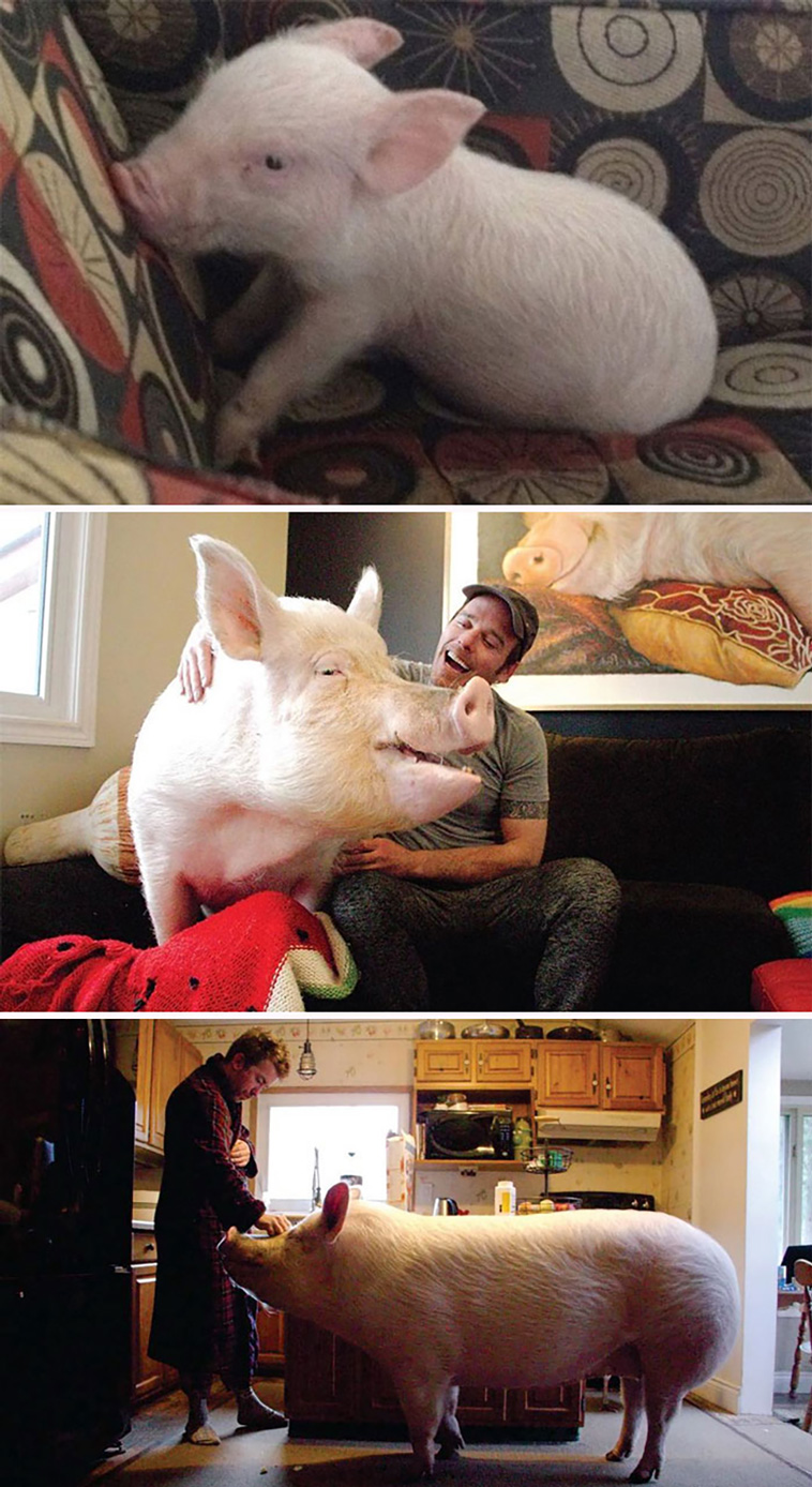 pigs