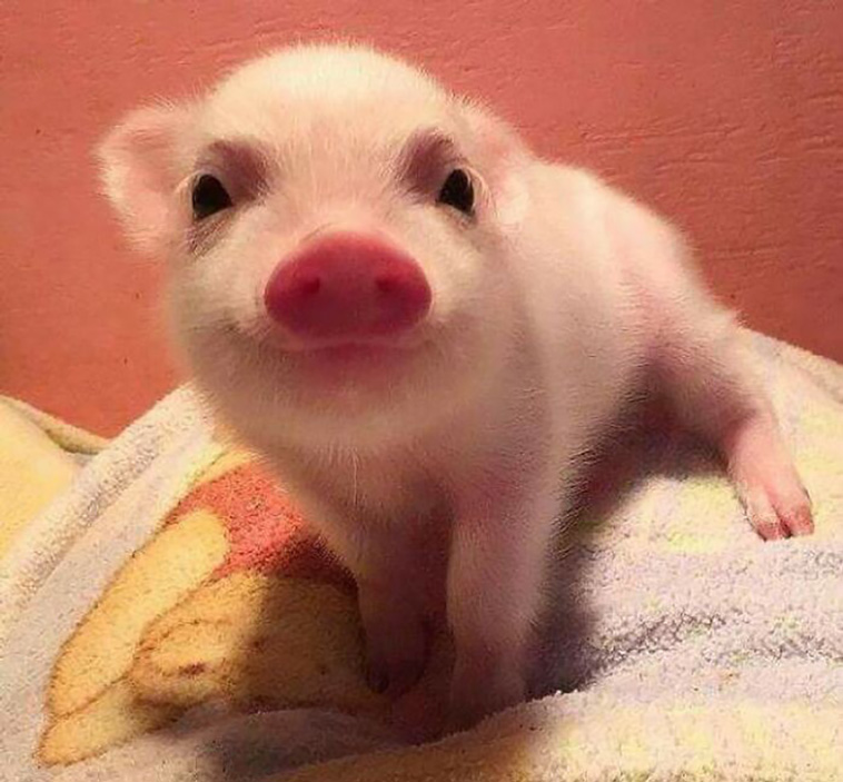 pigs