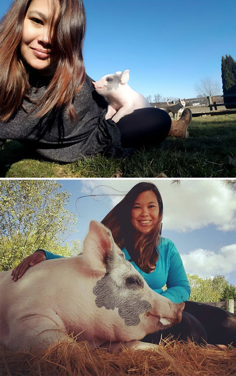 pigs