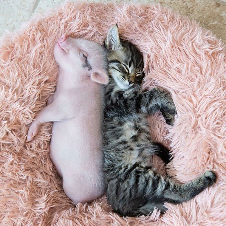 pigs