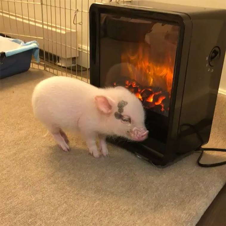pigs