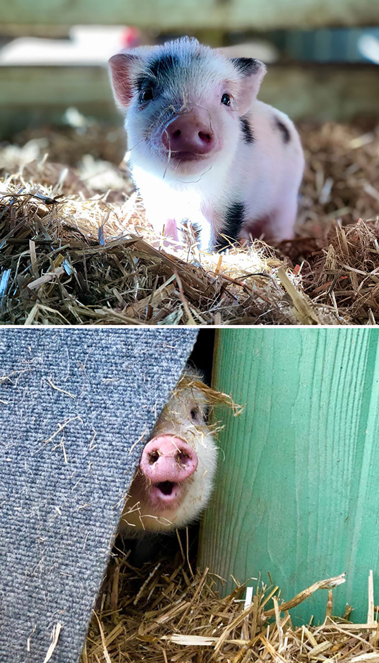 pigs