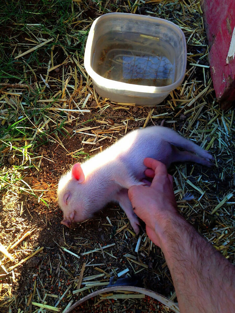 pigs