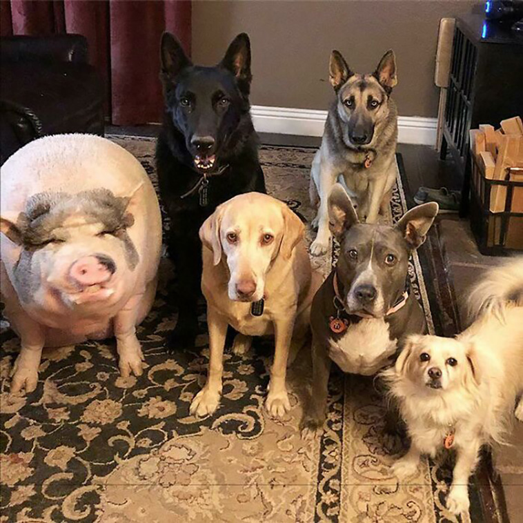 pigs