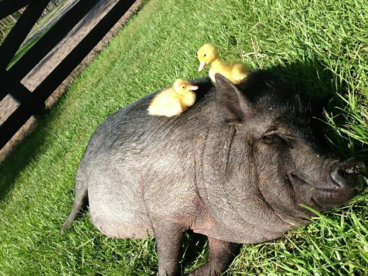 pigs