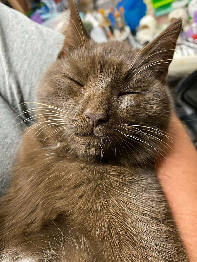 rescued pets