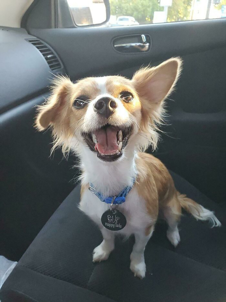 rescued pets