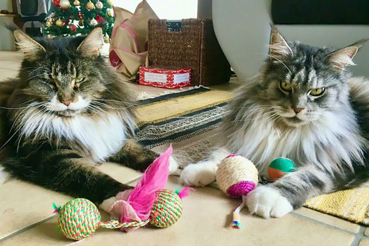 rescued pets