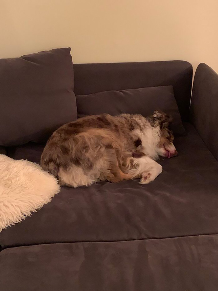 rescued pets
