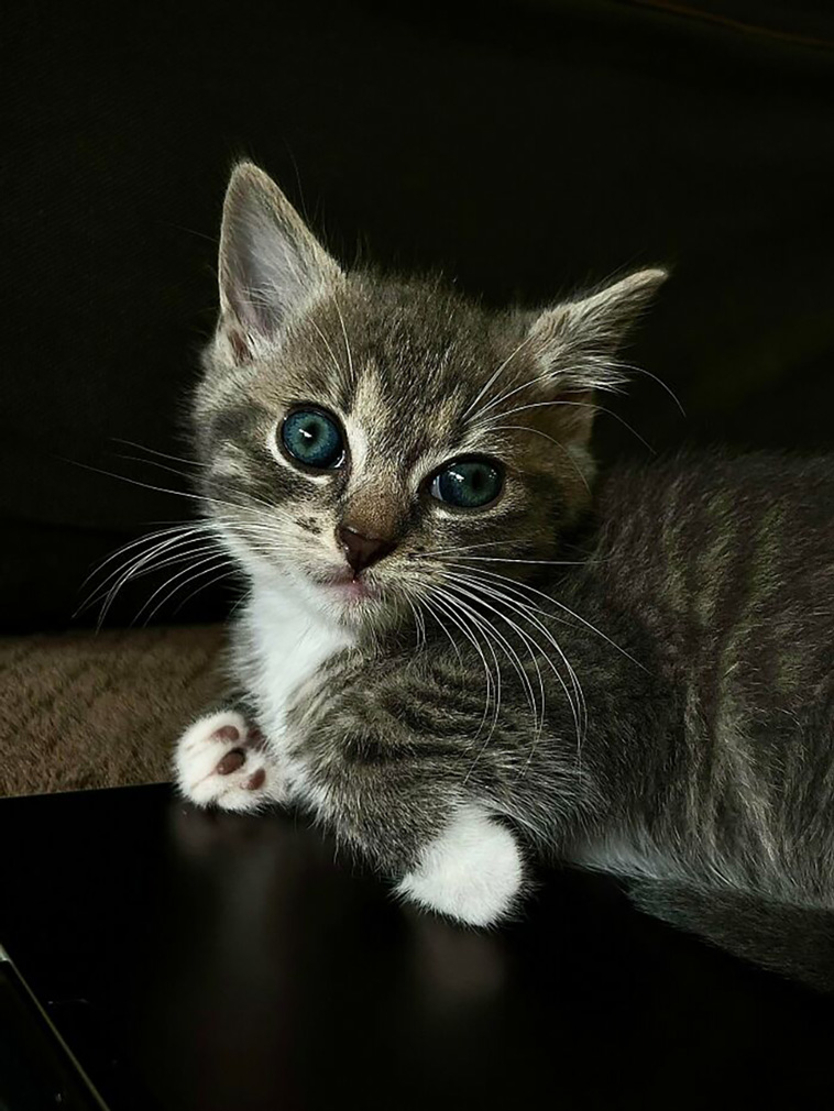 rescued pets