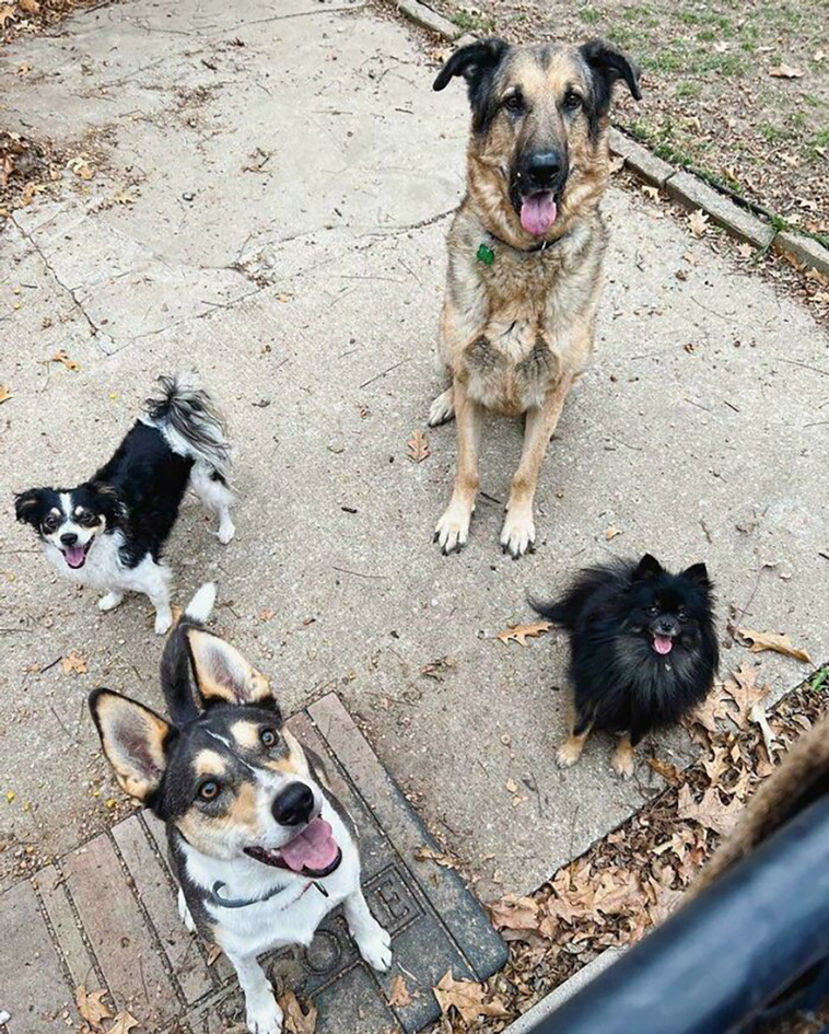 rescued pets