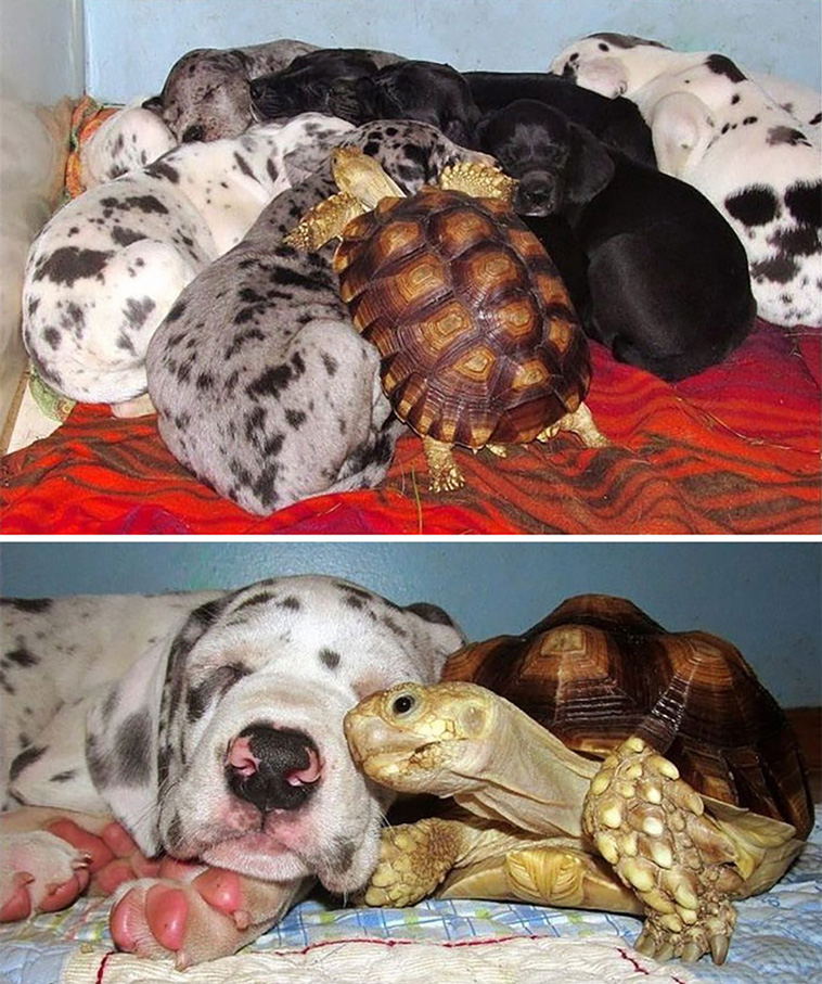 turtles