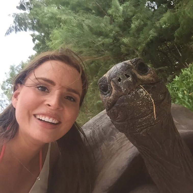 turtles