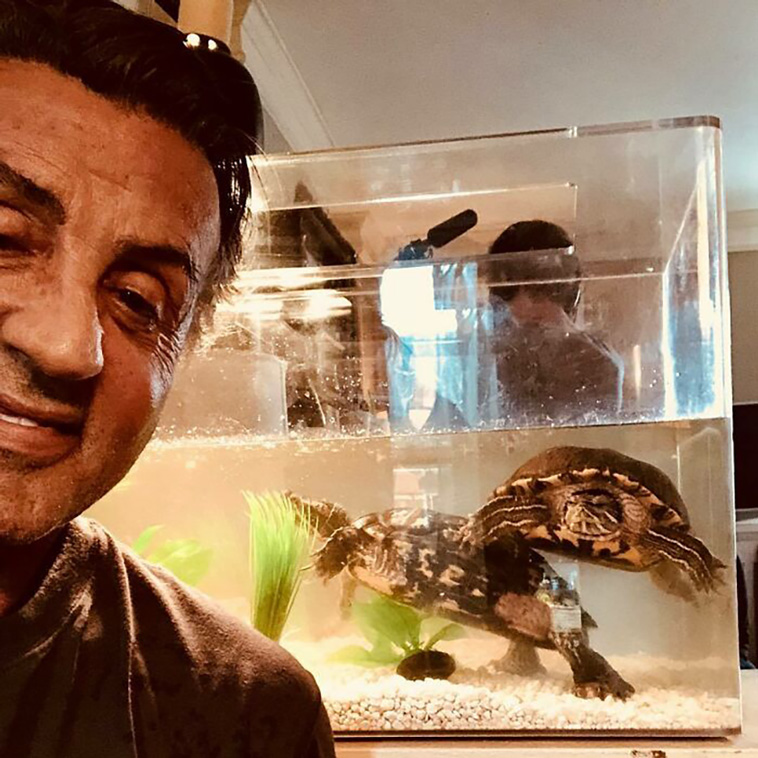 turtles