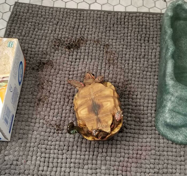 turtles