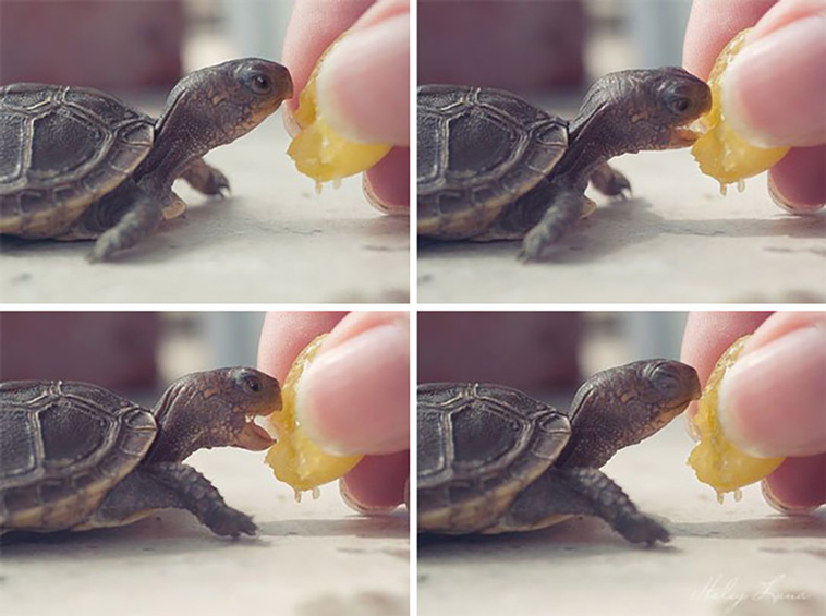 turtles