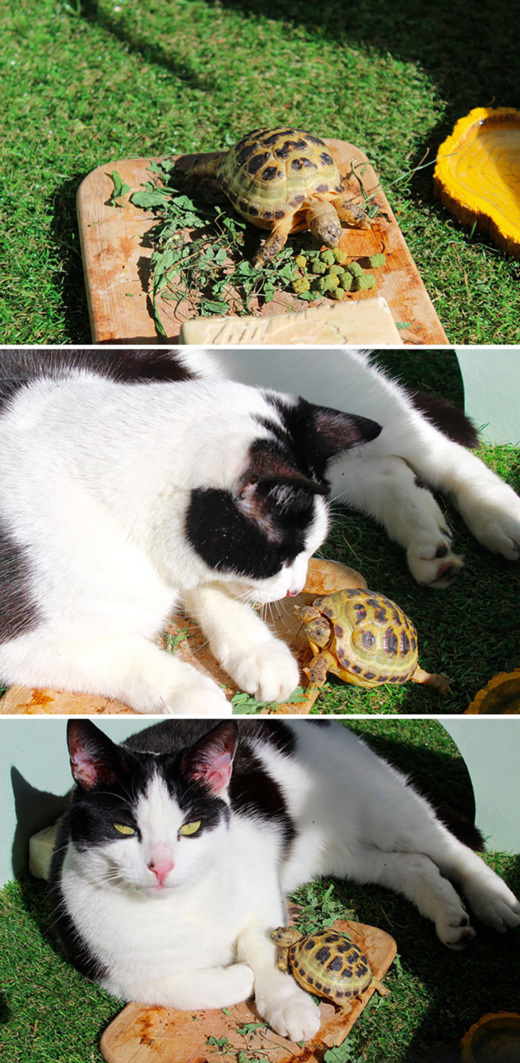 turtles