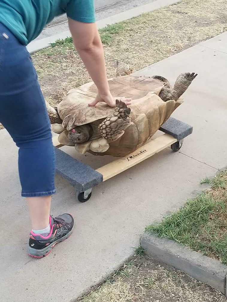 turtles