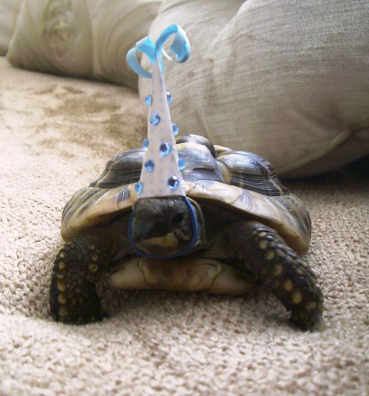 turtles