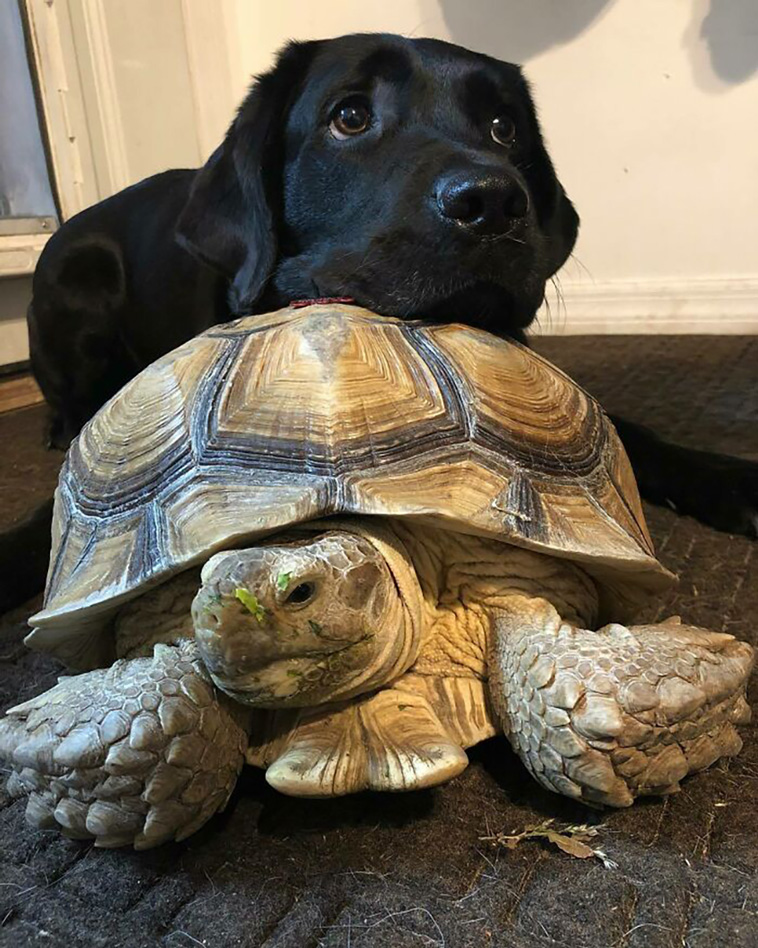 turtles