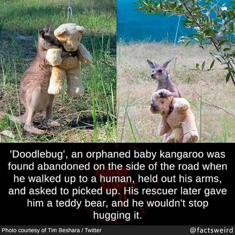 weird facts