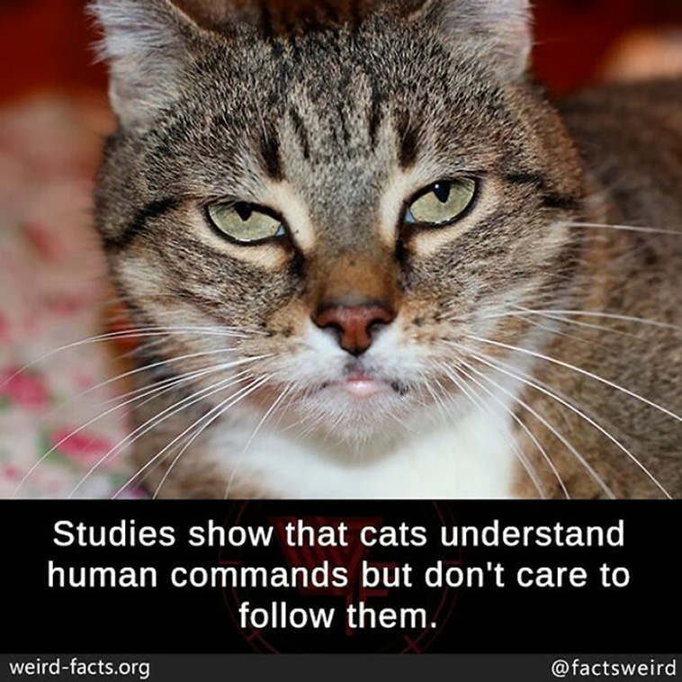 weird facts