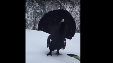 Cross Country Skier Runs Into an Animal