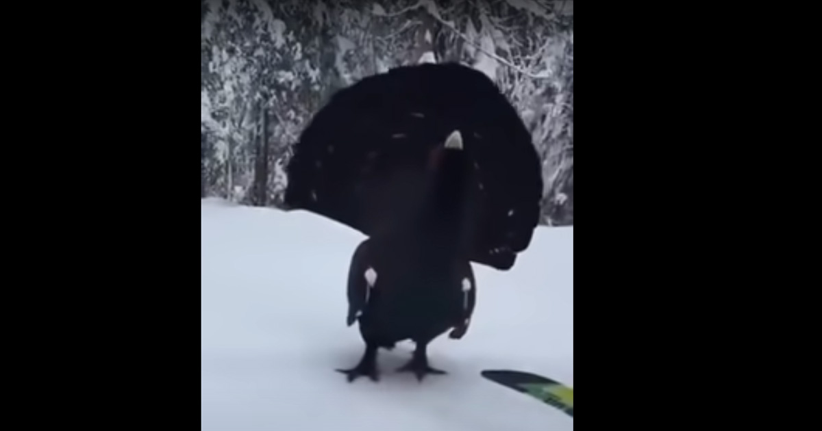 Cross Country Skier Runs Into an Animal