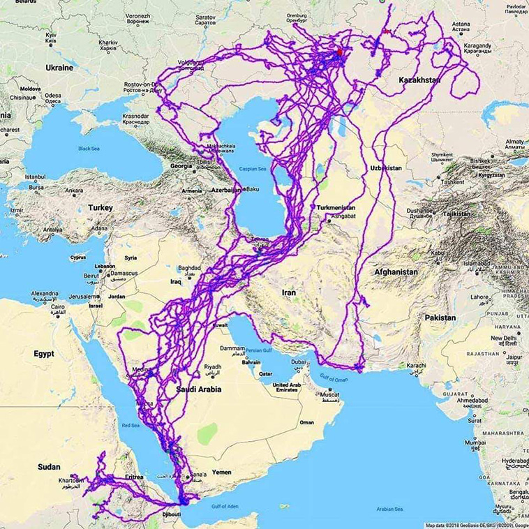 Tracking of an Eagle over a 20 year period.