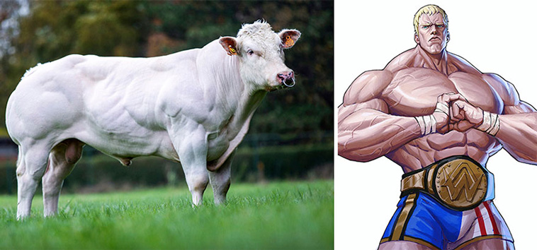 animals