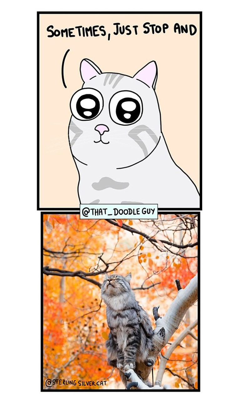 animal comics