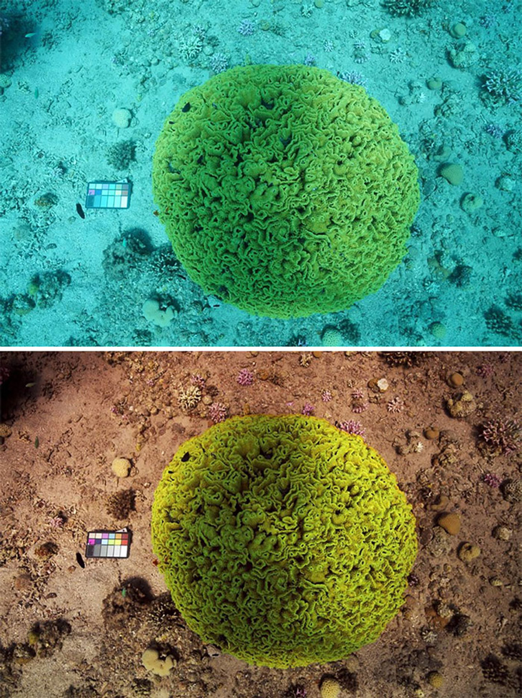 comparison images