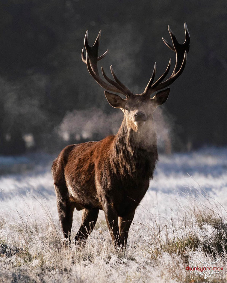 deer