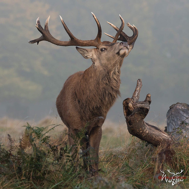 deer