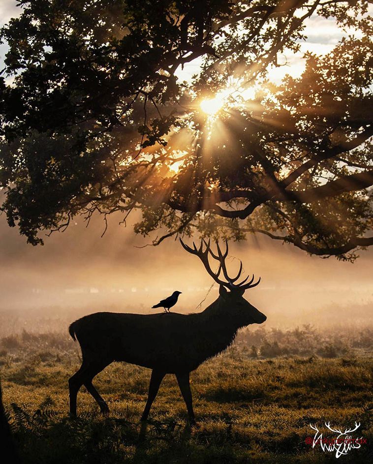 deer