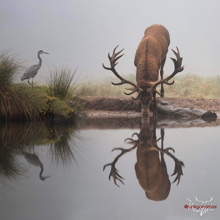 deer