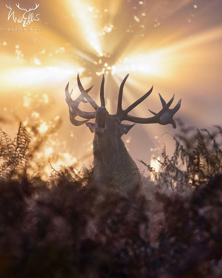deer