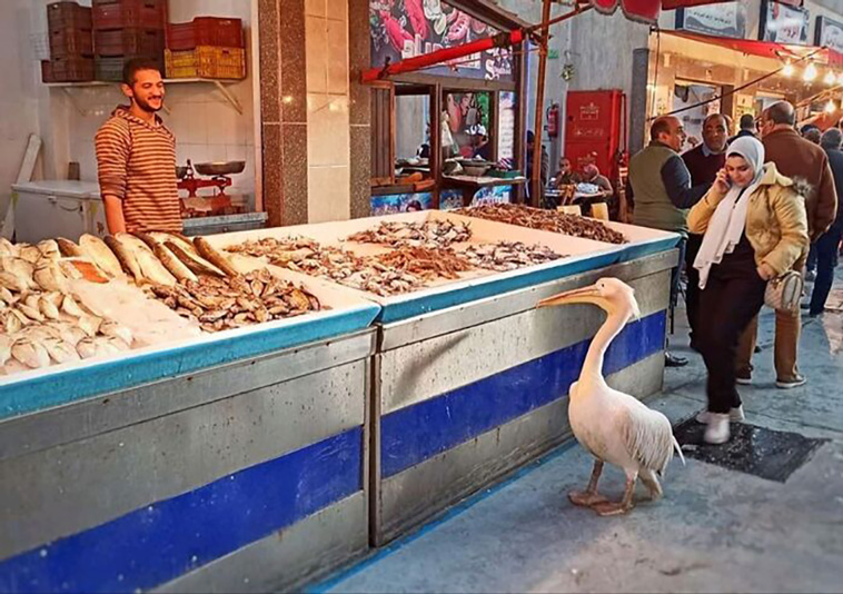 egypt