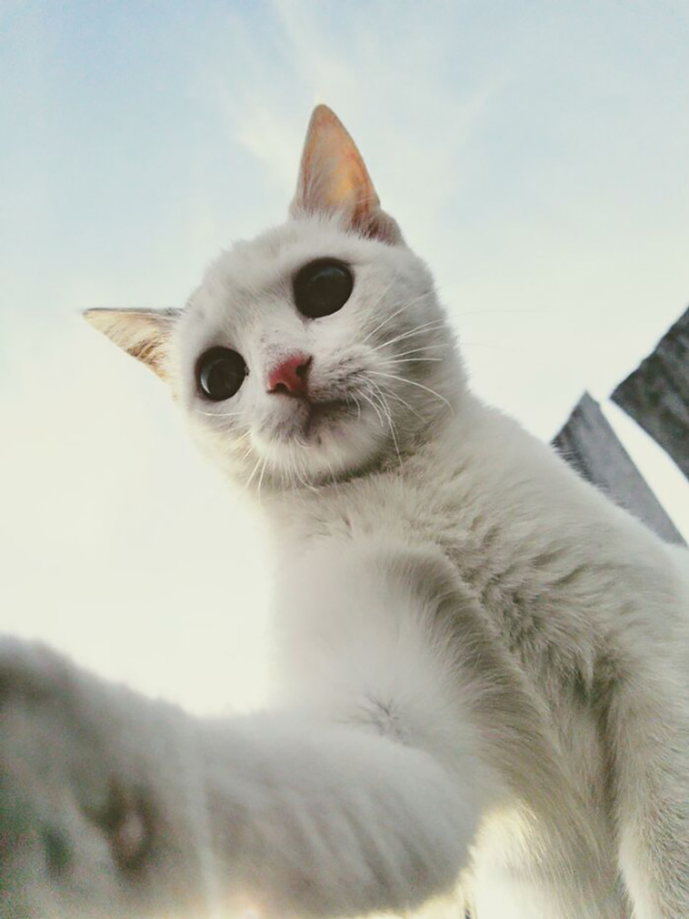 cats