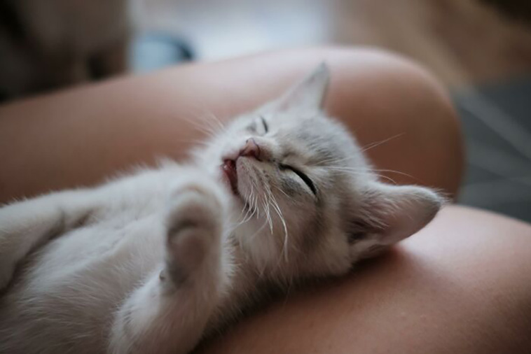cats