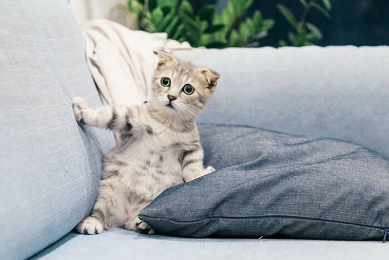 cats